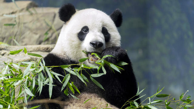 National Zoo returning beloved pandas to China on Wednesday after 23 years in U.S.